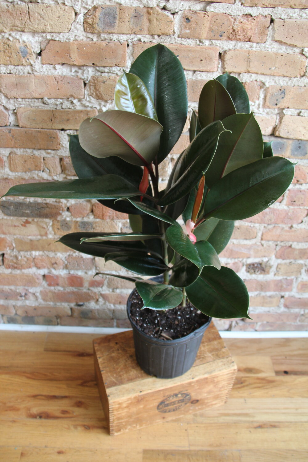 buy rubber tree Ficus Elastica Burgundy 'Rubber Tree' – Chicago Plants