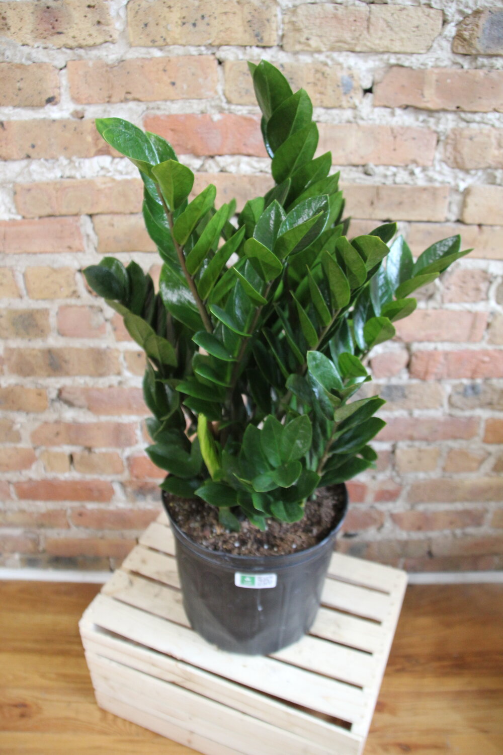 zz plant chicago ZZ Plant