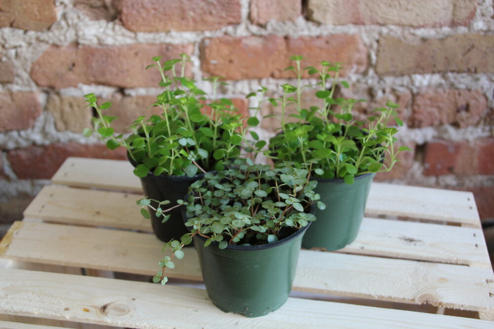 Pilea Depressa 'Baby Tears'