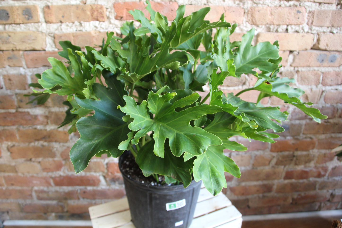 Philodendron Hope Selloum