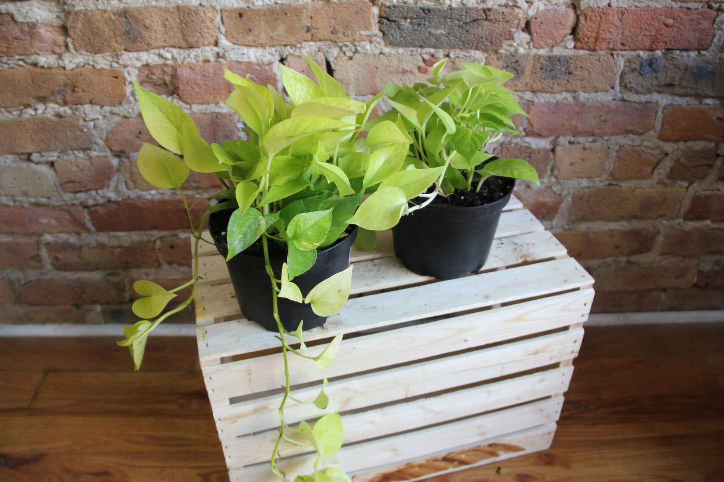 Pothos Neon