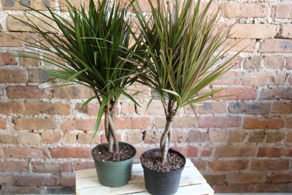 Dracaena Marginata