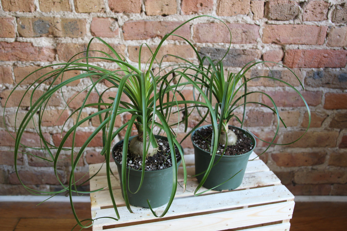 Ponytail Palm