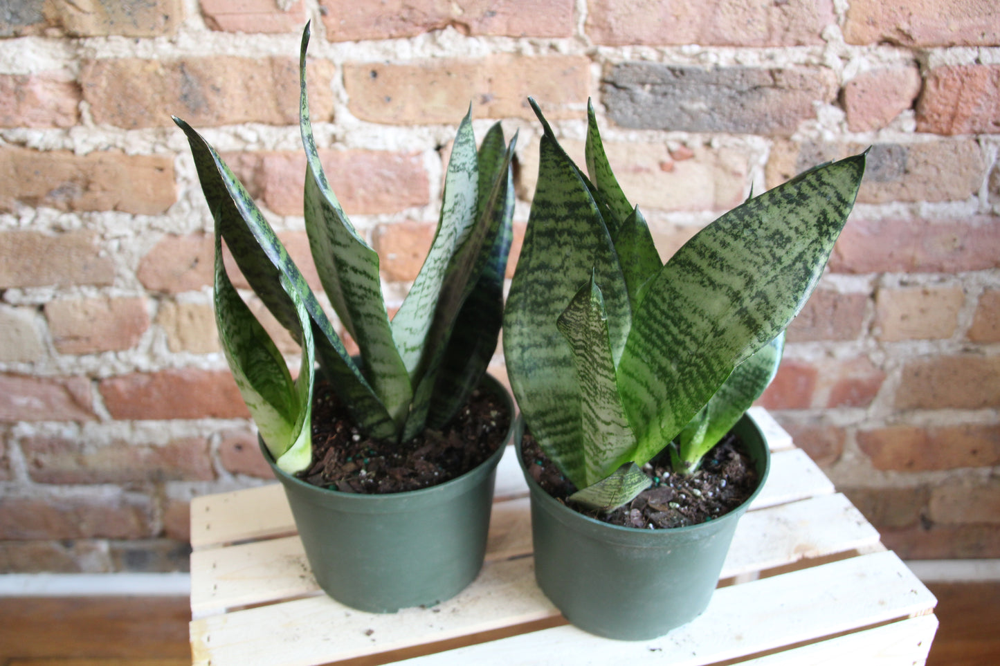 Sansevieria Zeylanica 'Wintergreen'