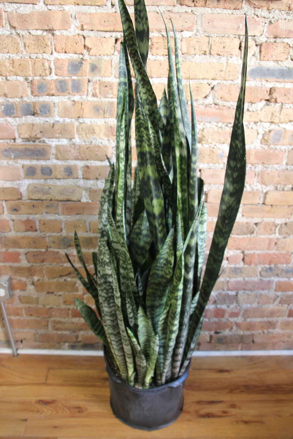 Sansevieria Zeylanica 'Wintergreen'