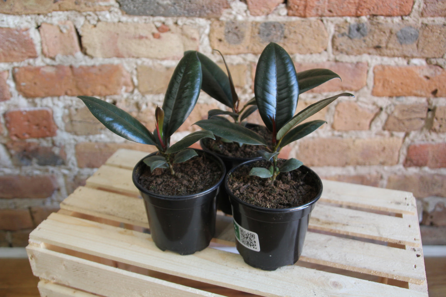 Ficus Elastica Burgundy 'Rubber Tree'