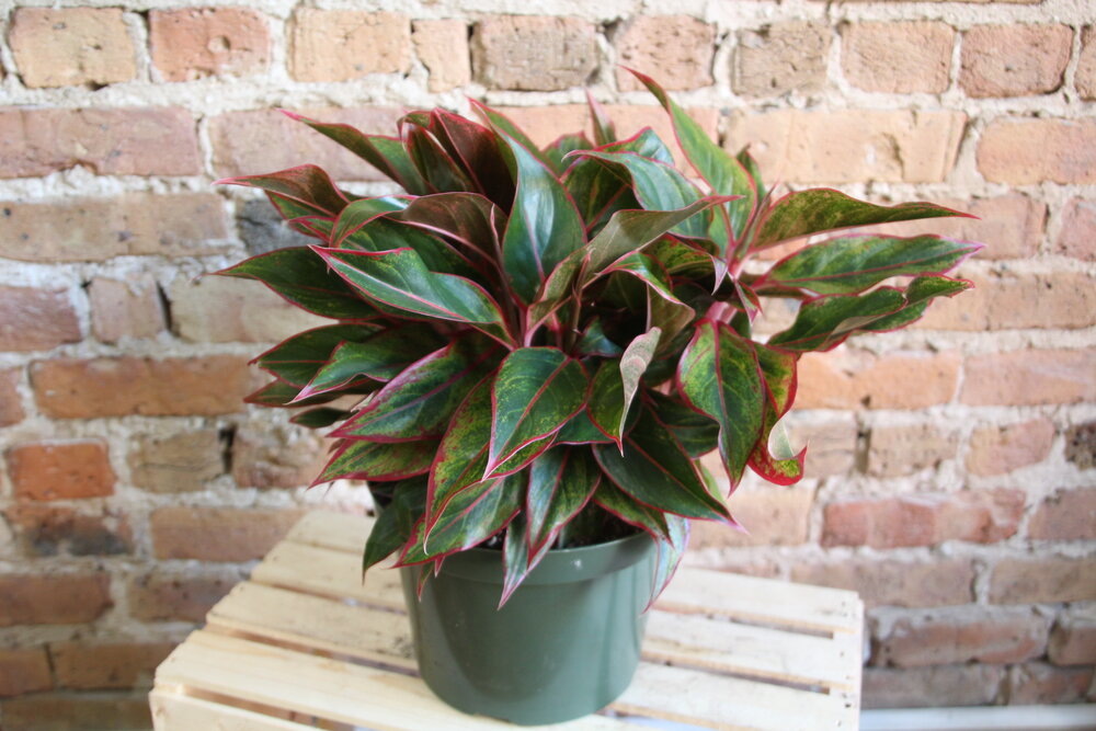 aglaonema red lipstick Aglaonema Siam Red – Chicago Plants