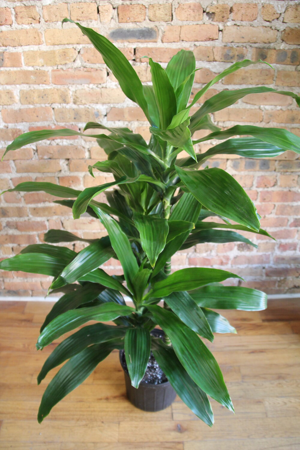 Dracaena Elegans