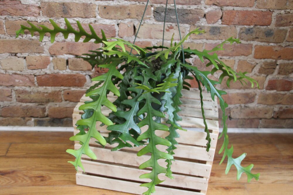 ric rac succulent Ric Rac Cactus