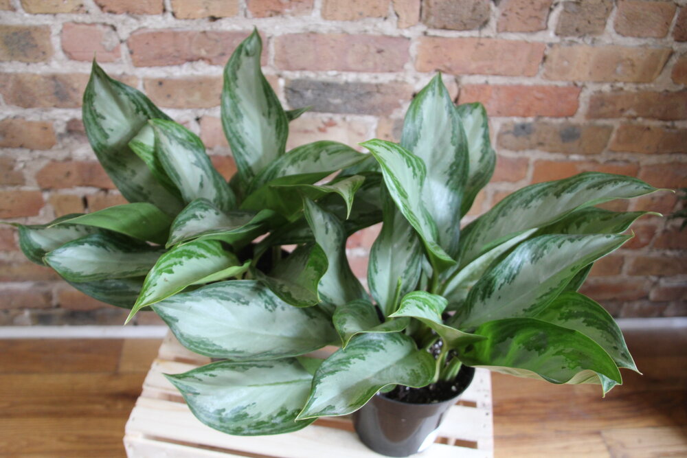 vigoro aglaonema silver bay Aglaonema Silver Bay – Chicago Plants