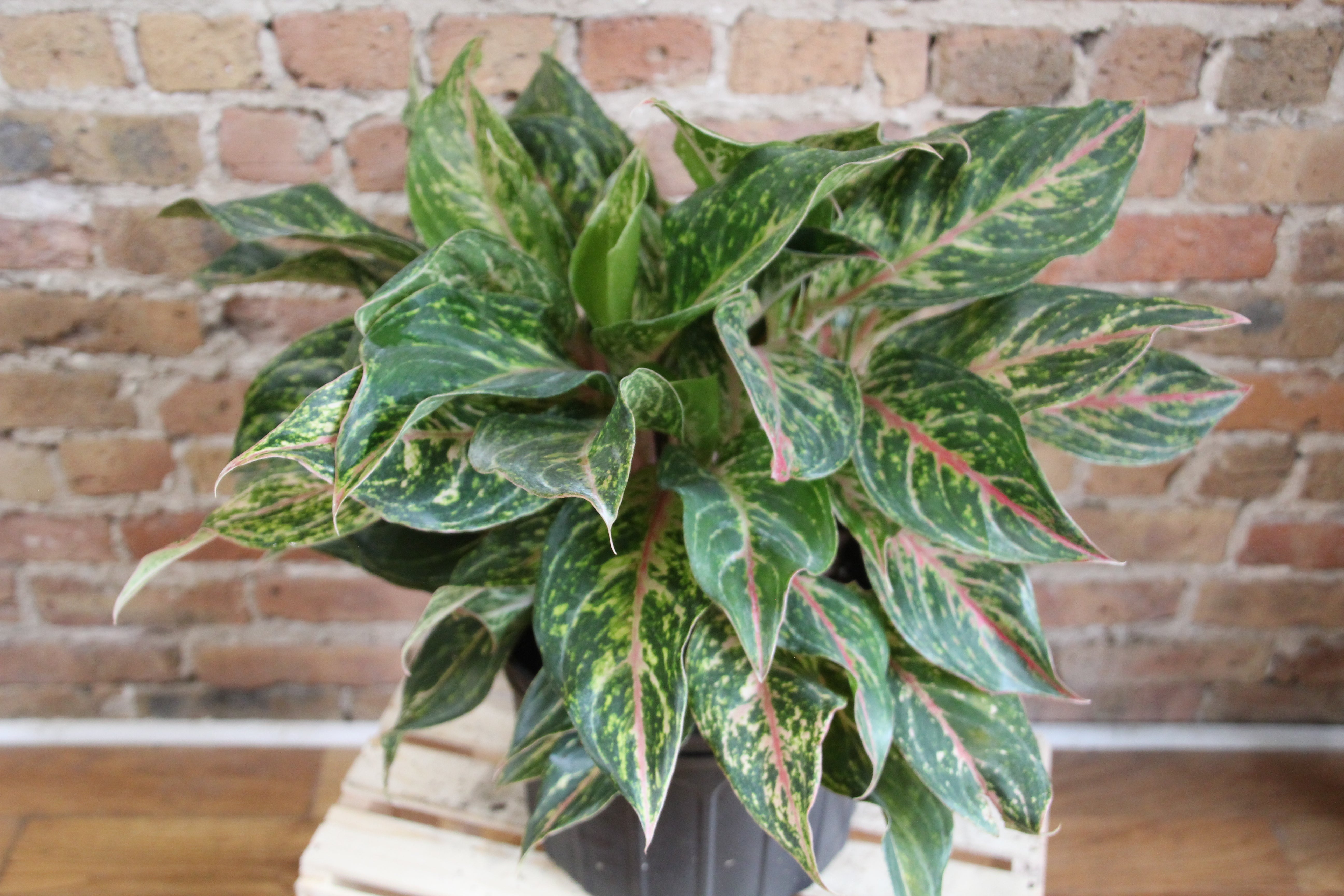 aglaonema 'sparkling sarah' Aglaonema Sparkling Sarah Pink