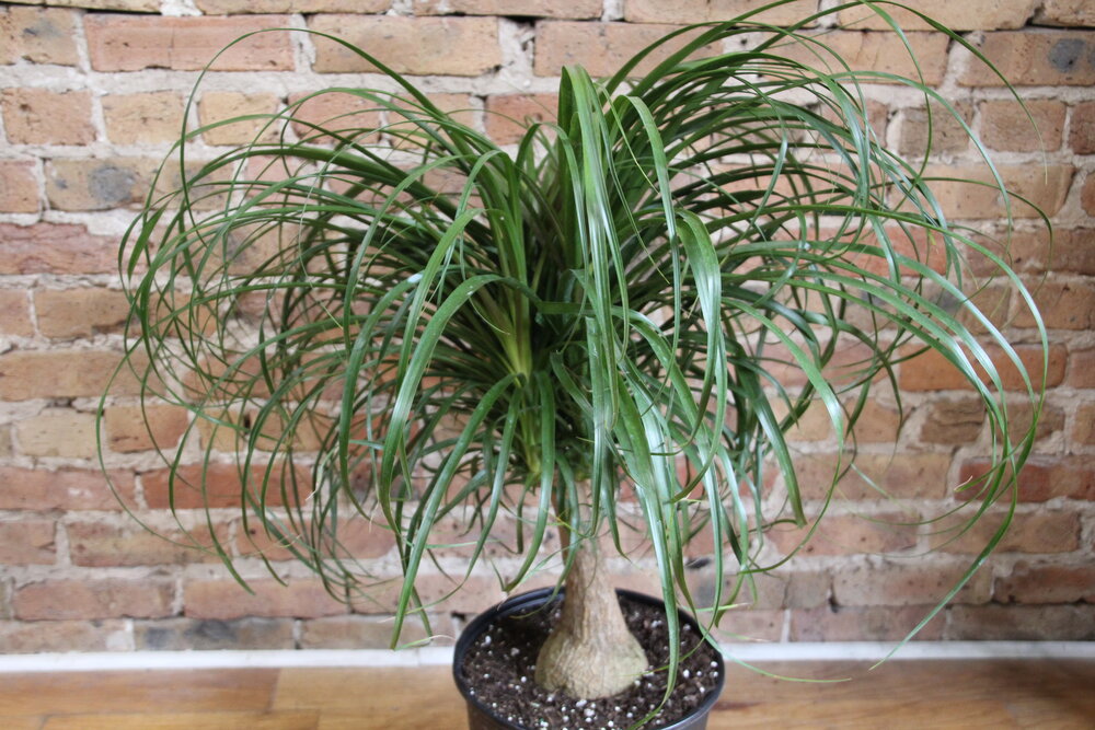 Ponytail Palm