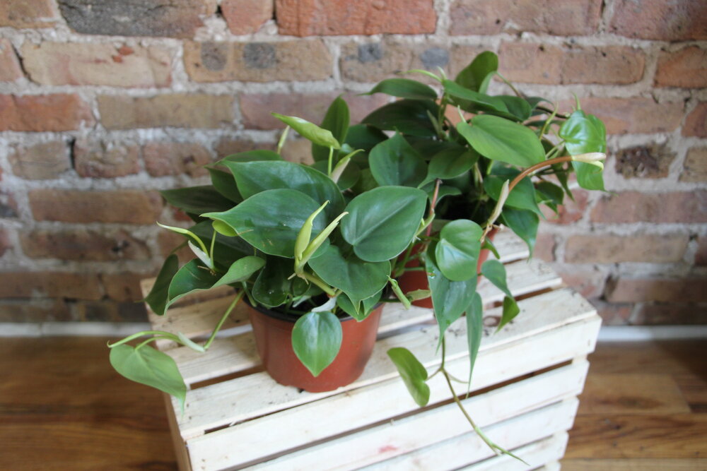 philodendron cordatum petite Philodendron Cordatum – Chicago Plants