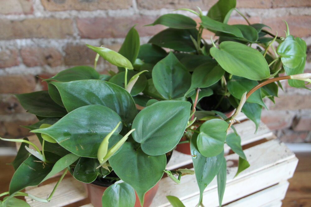 Philodendron Cordatum