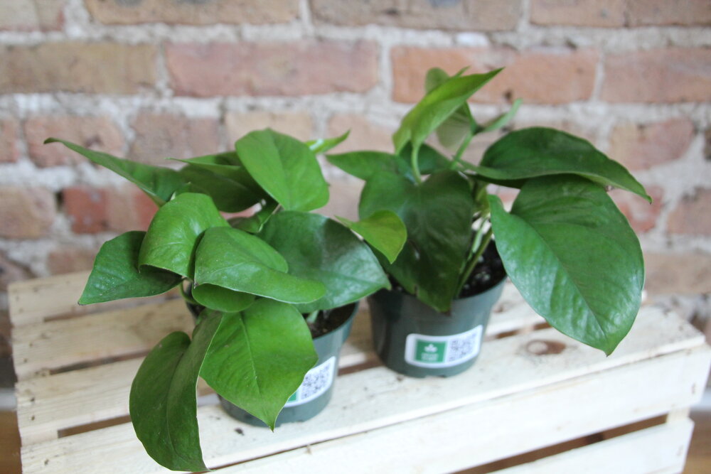 Pothos Jade