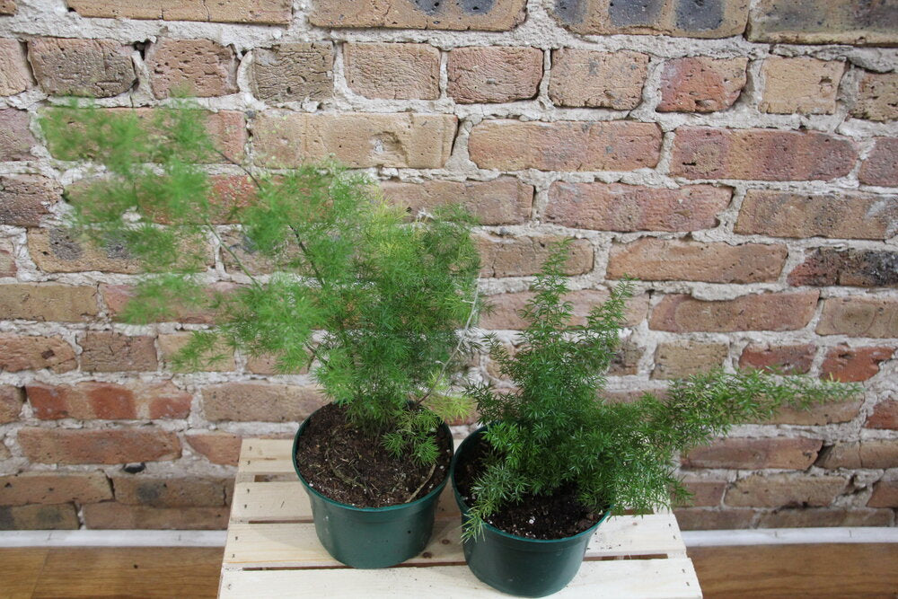 Asparagus Fern