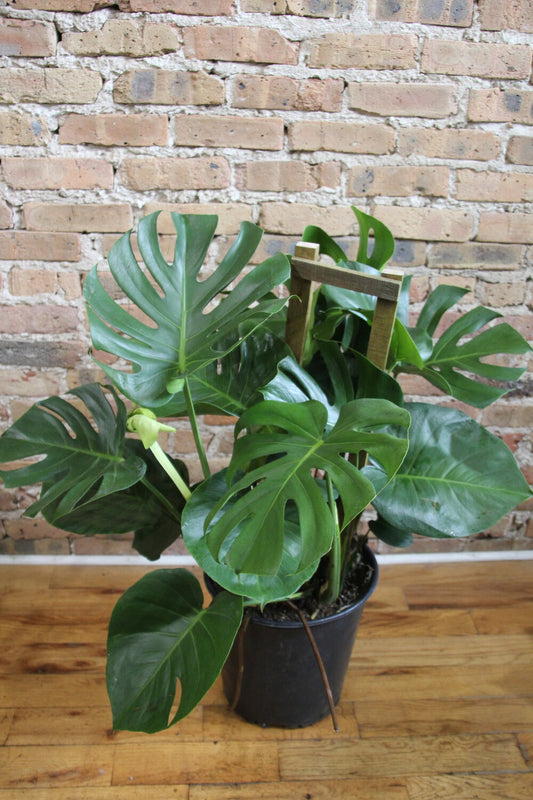 Philodendron Monstera Deliciosa