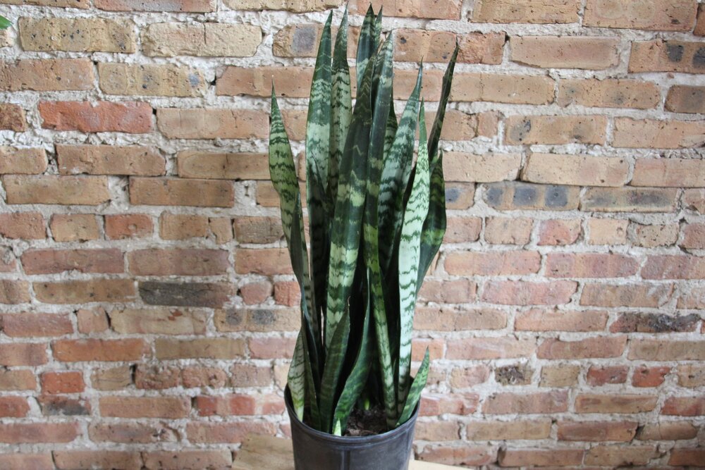 Sansevieria Black Coral