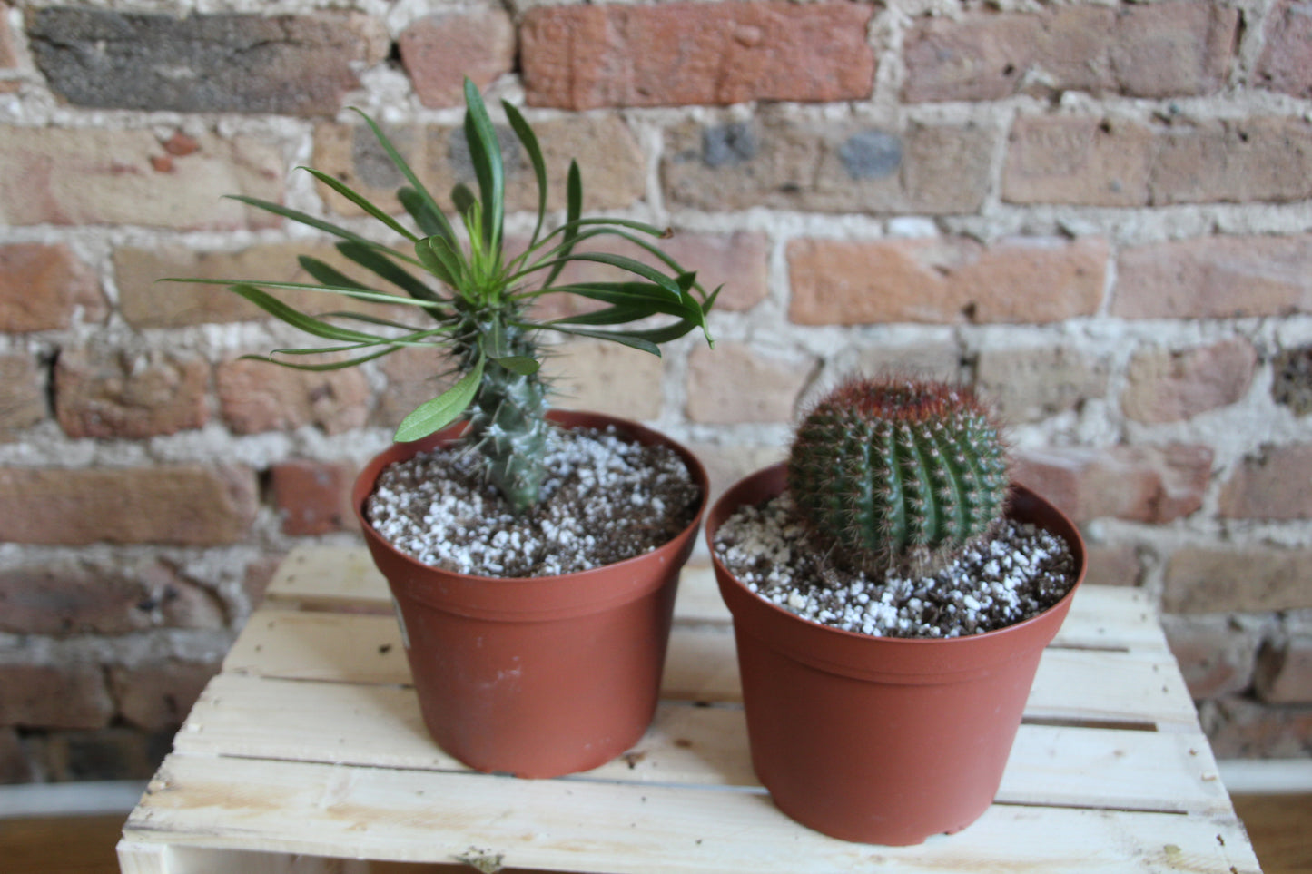 Cactus - Assorted