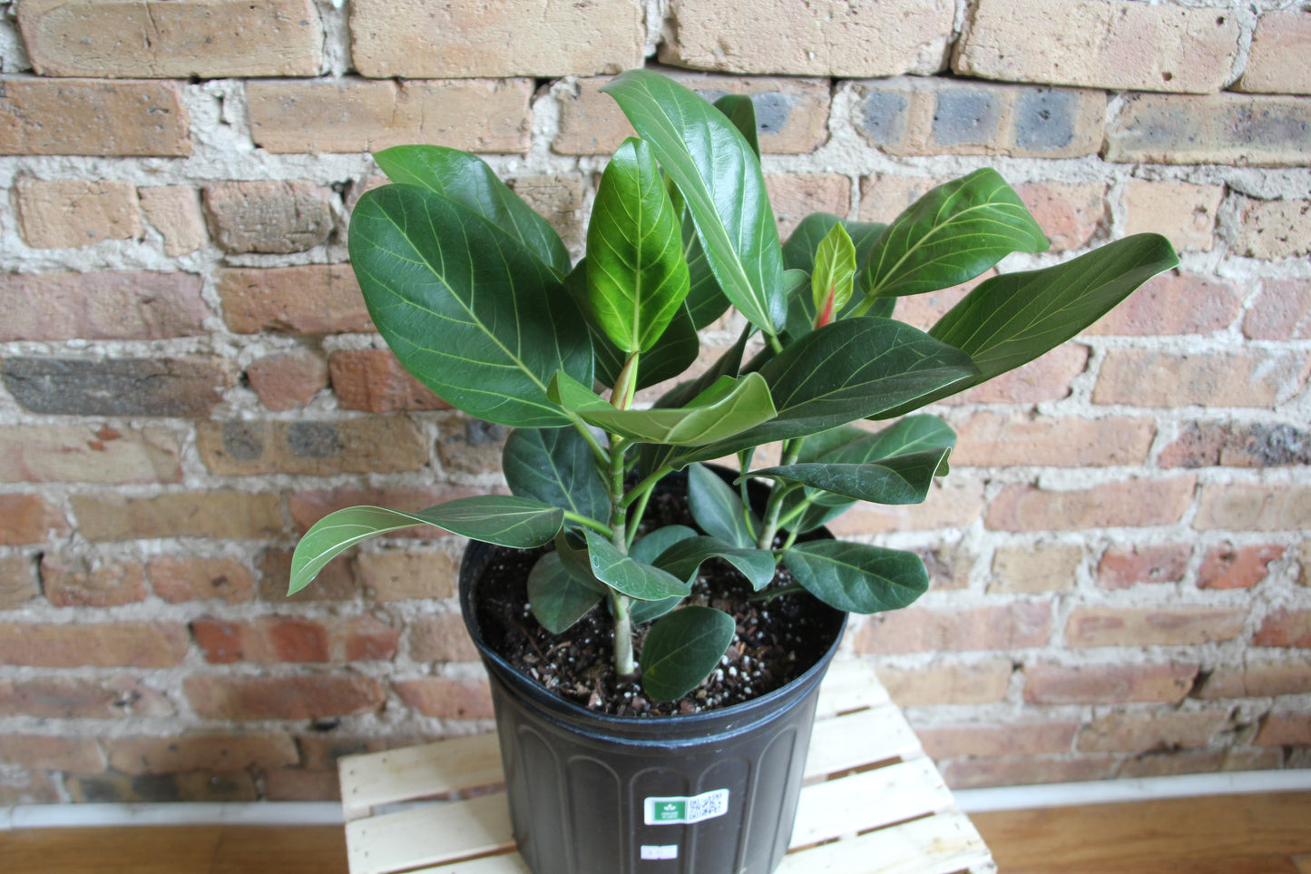 Ficus Audrey