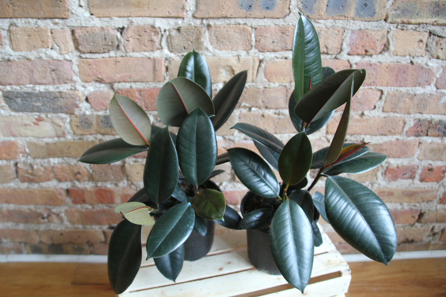 Ficus Elastica Burgundy 'Rubber Tree'