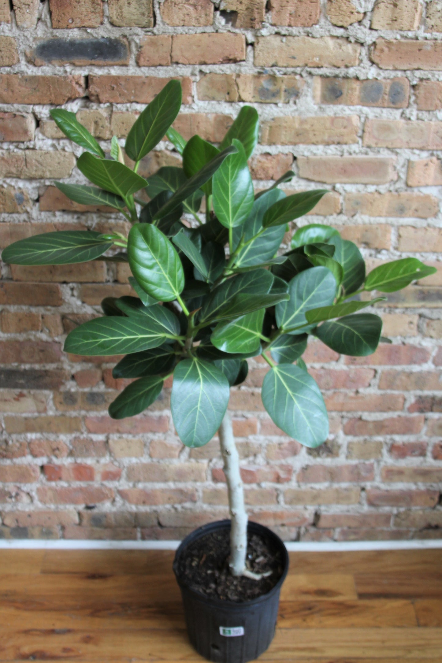 Ficus Audrey