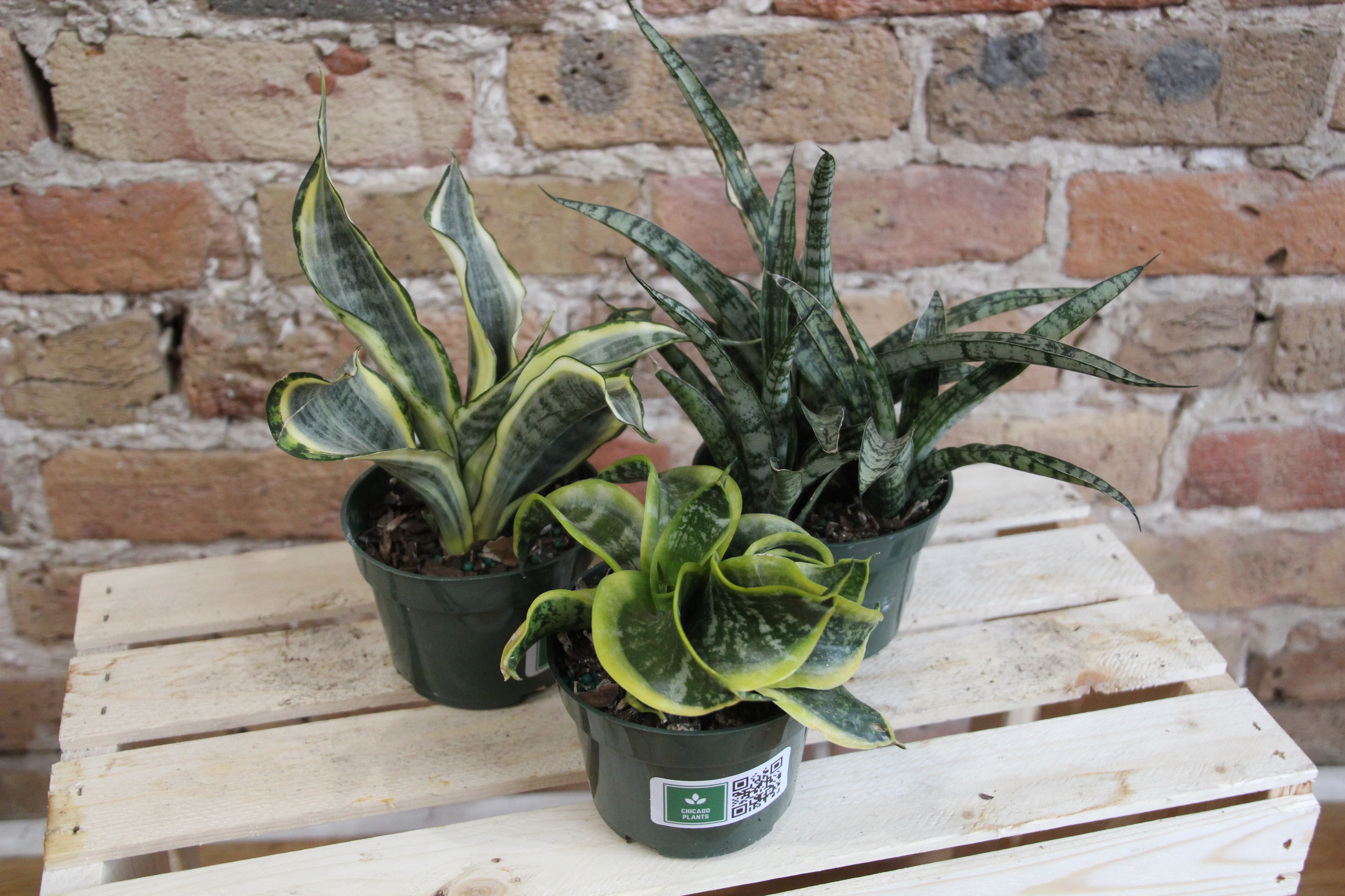 bird's nest snake plant scientific name Sansevieria Hahni 'Bird's Nest' – Chicago Plants