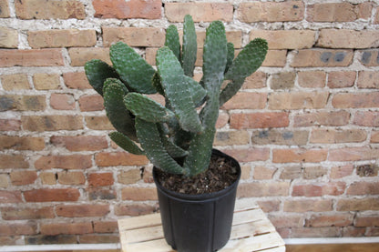 Opuntia 'Prickly Pear' Cactus