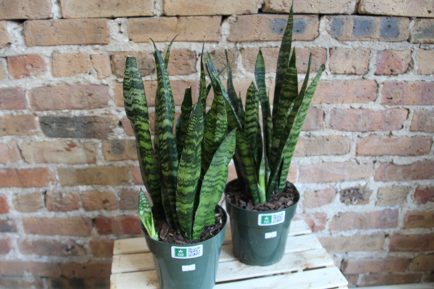 Sansevieria Black Coral