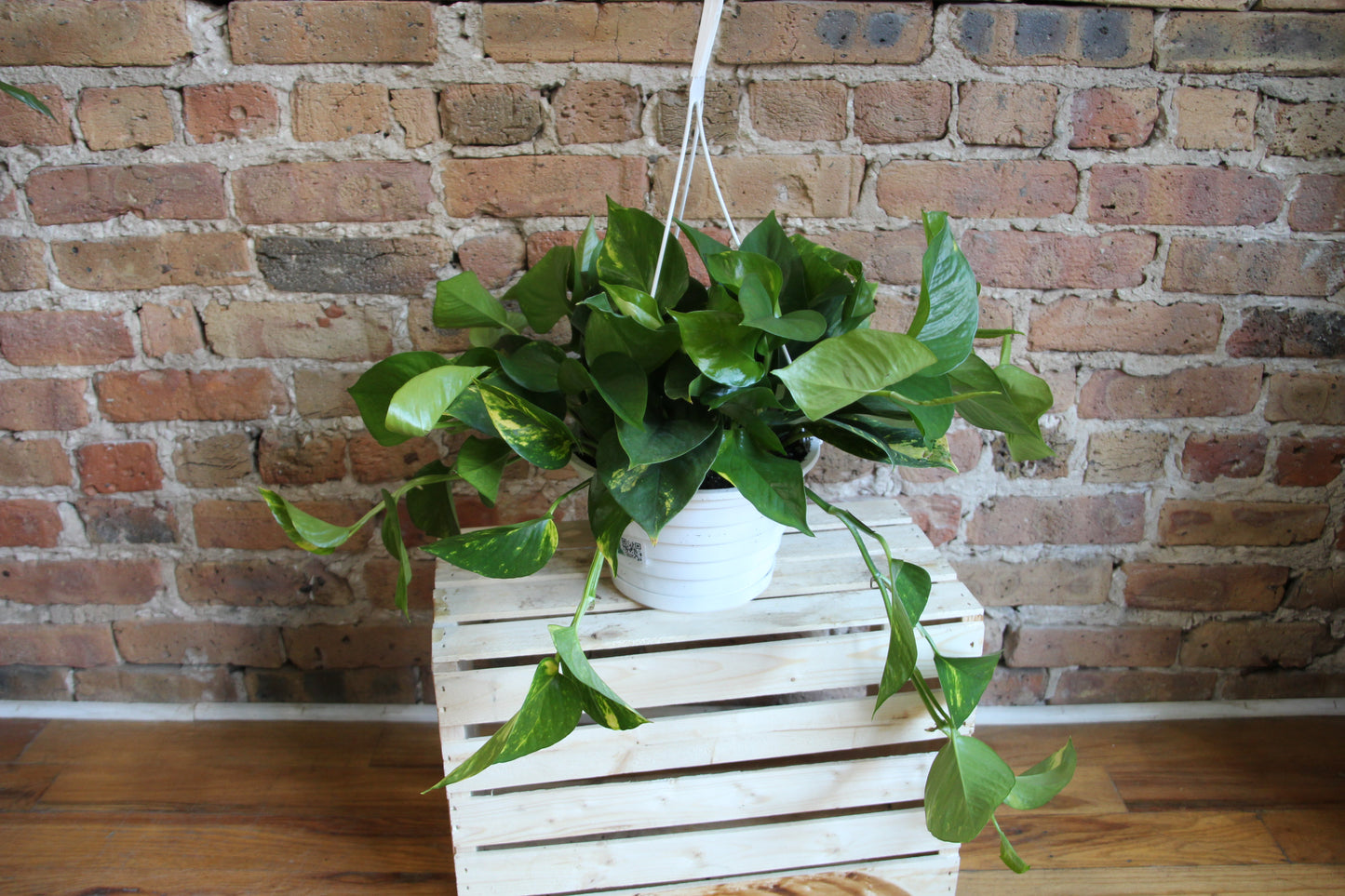 Pothos Golden