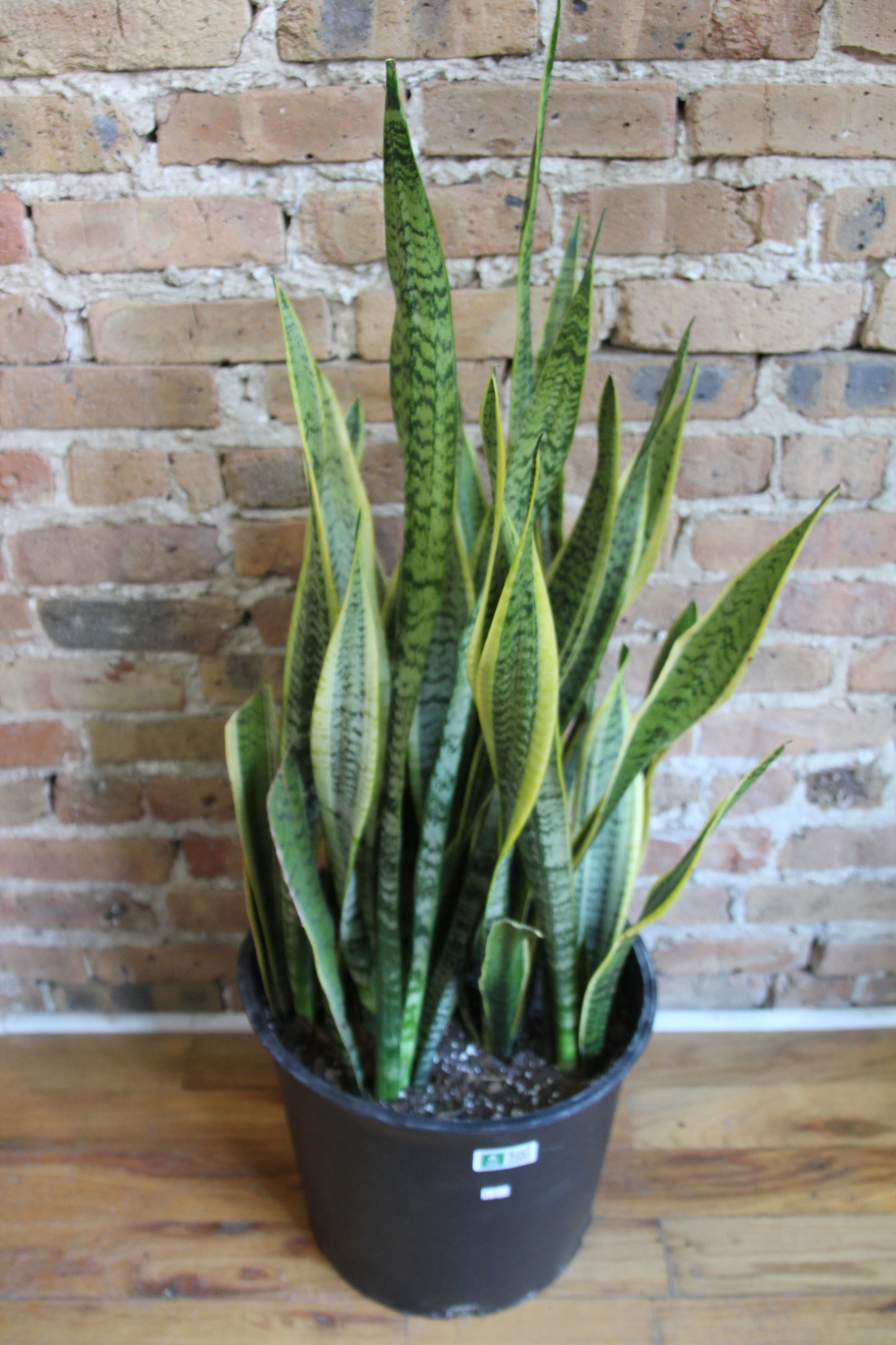 Sansevieria Laurentii
