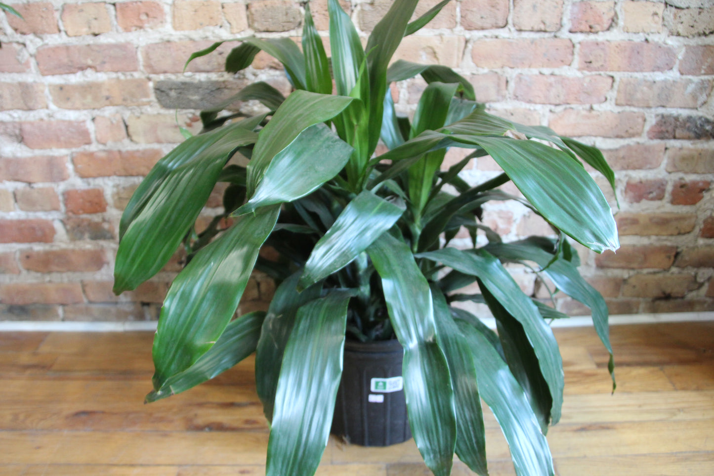 Dracaena Elegans