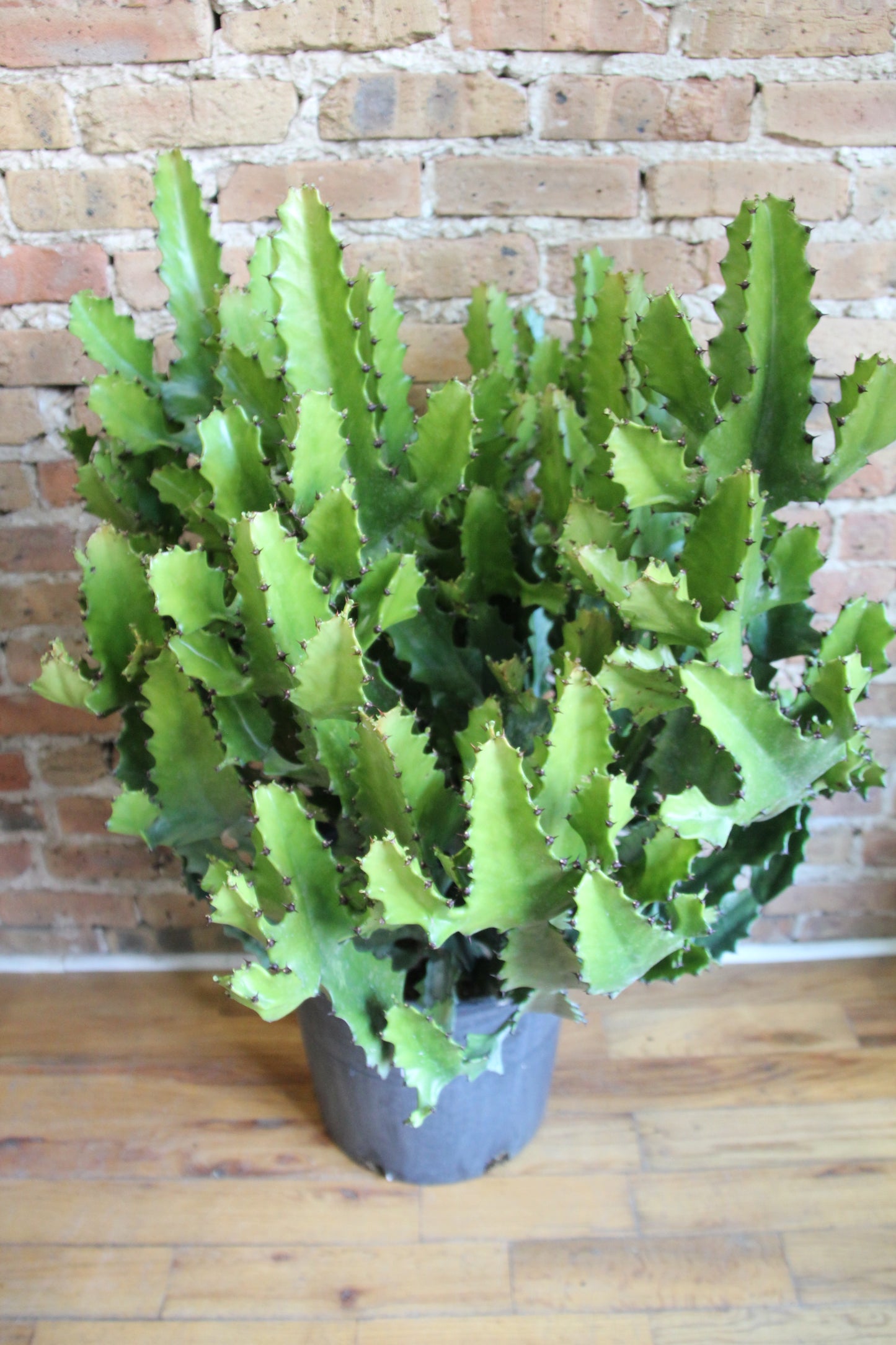 Euphorbia Ingens Cactus