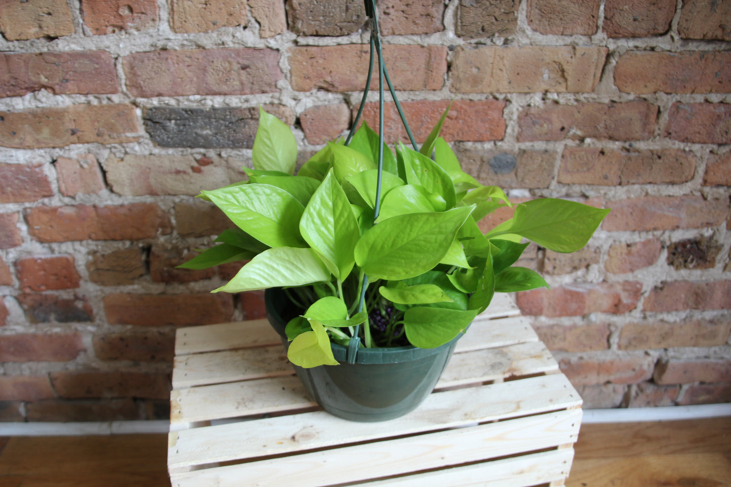 Pothos Neon