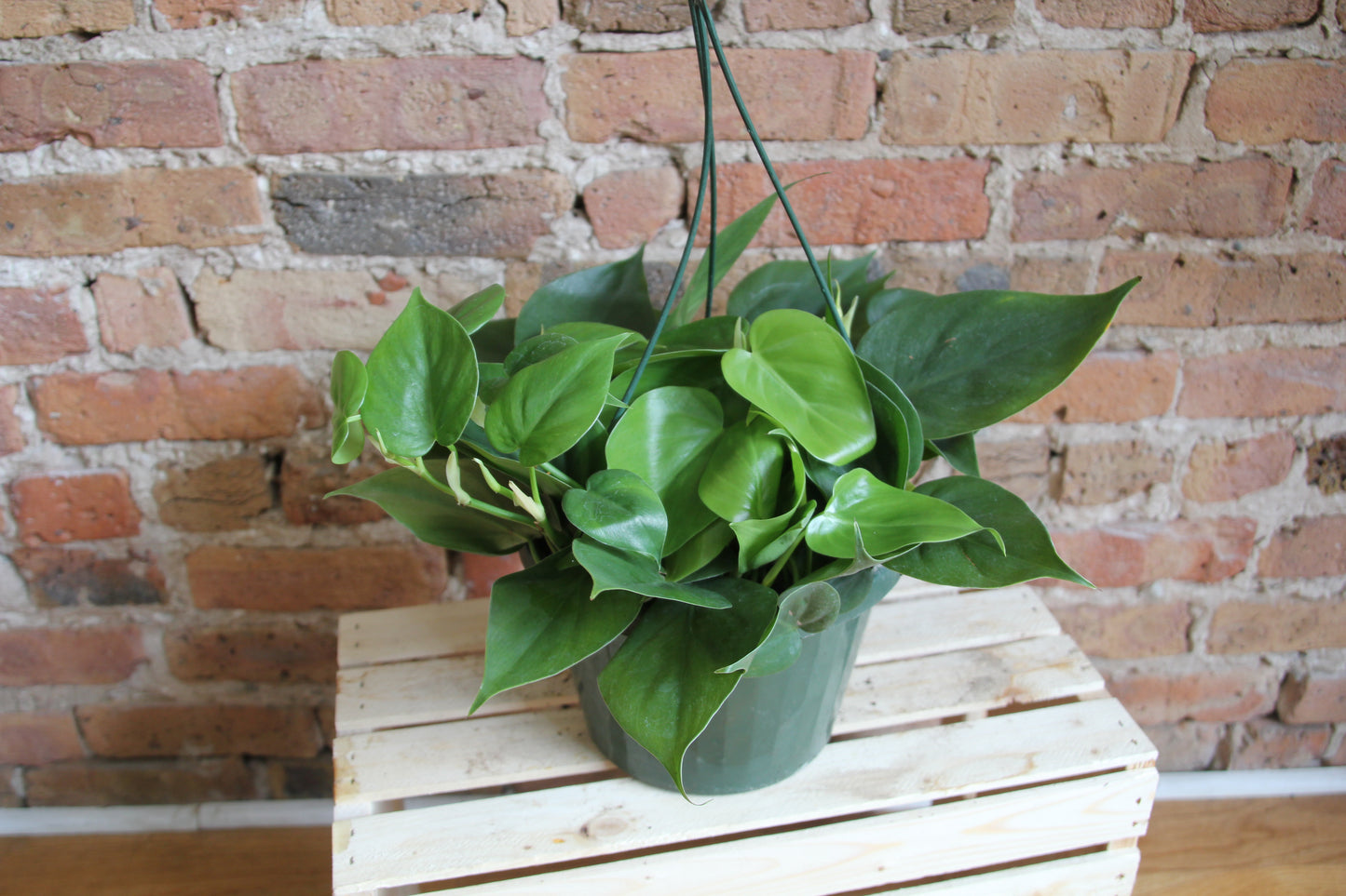 Philodendron Cordatum