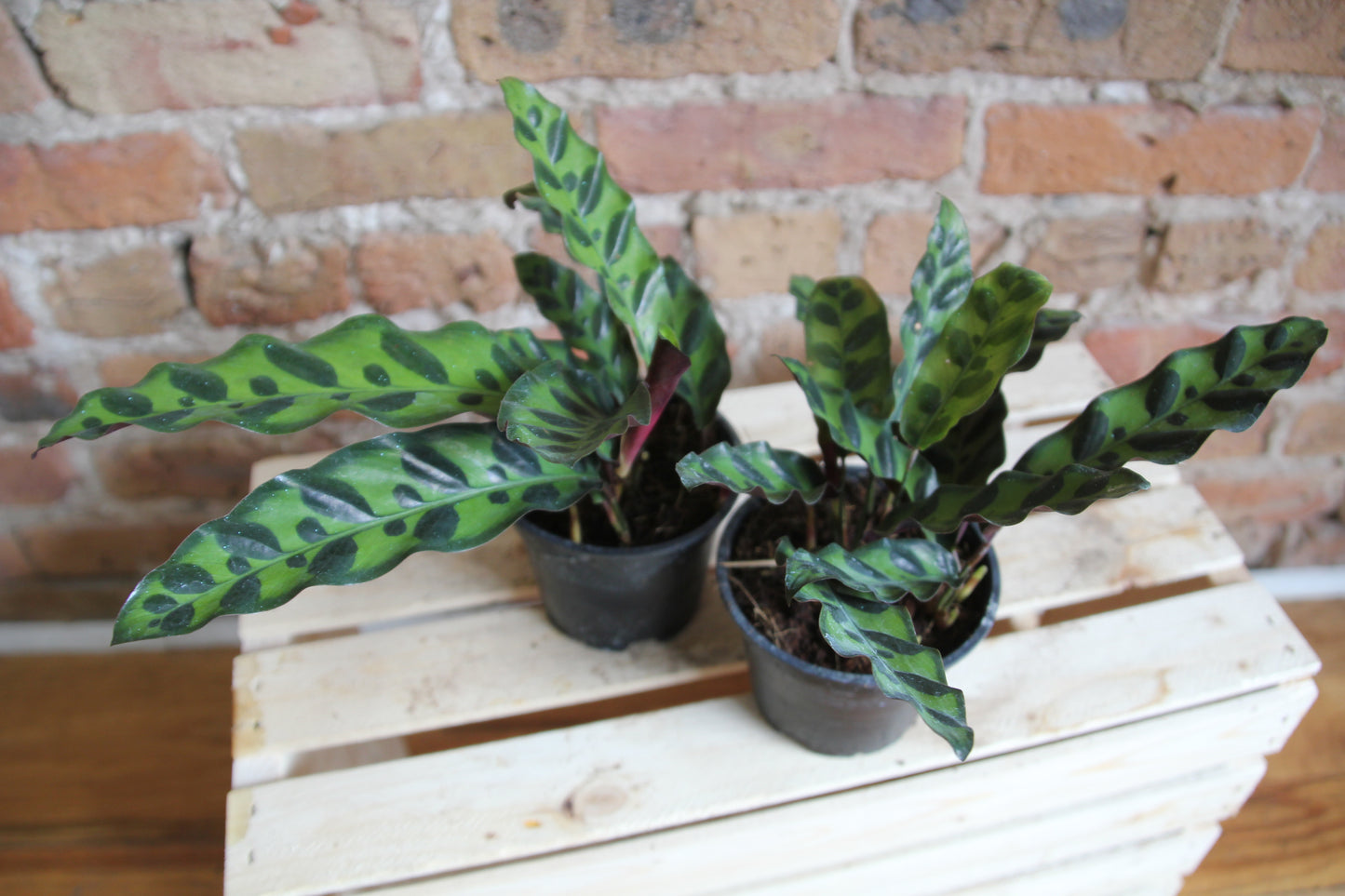 Calathea Lancifolia