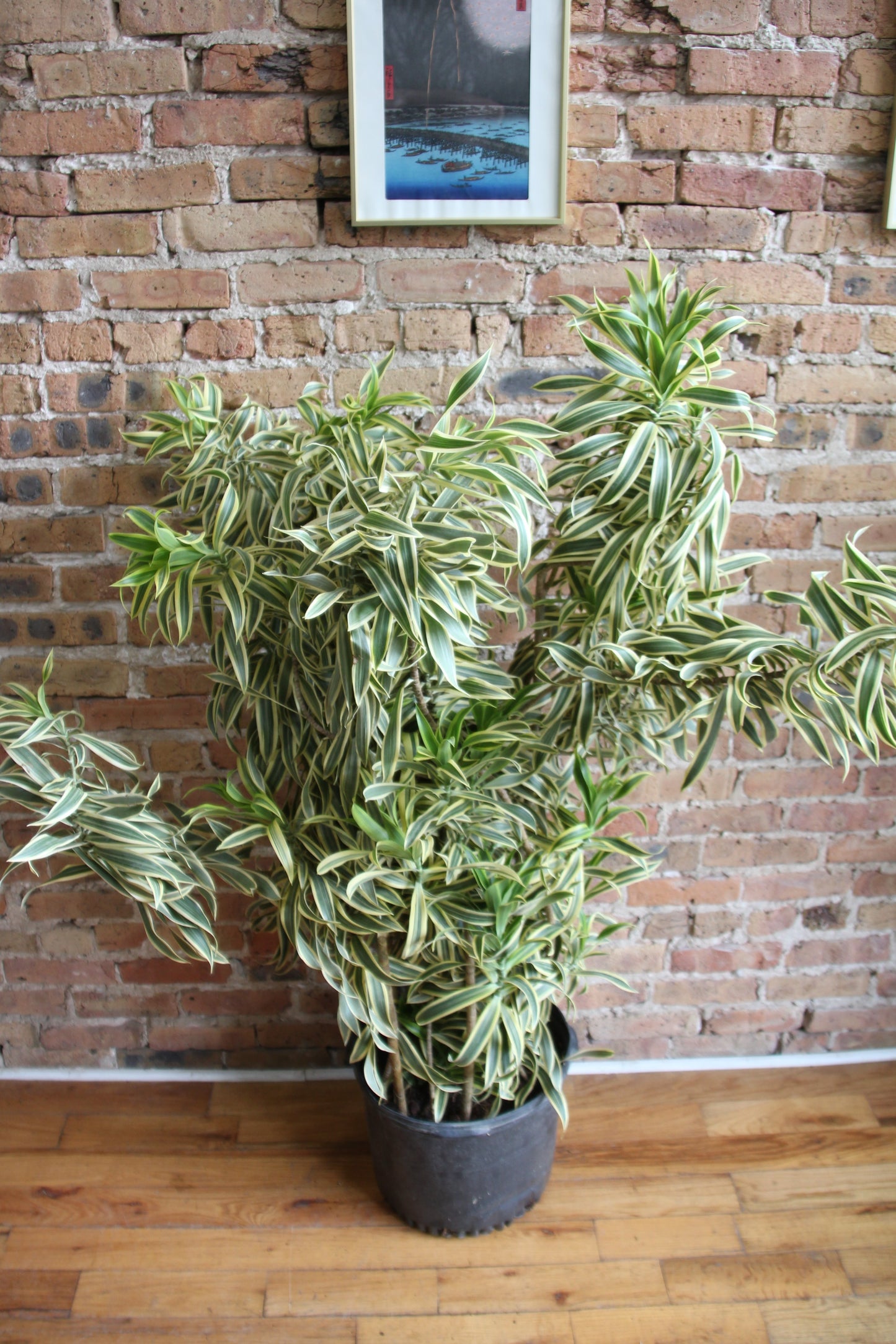 Dracaena Reflexa 'Song of India'