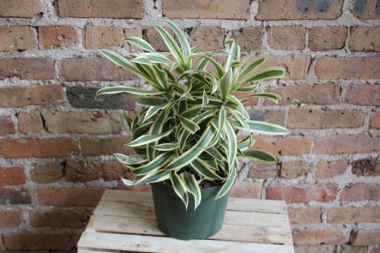 Dracaena Reflexa 'Song of India'