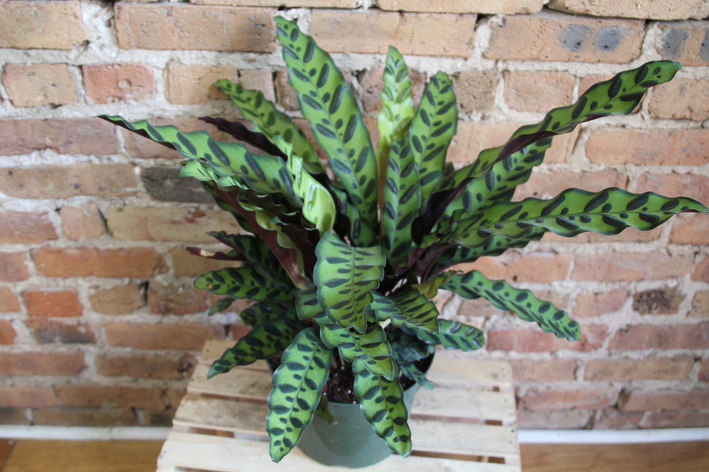 Calathea Lancifolia