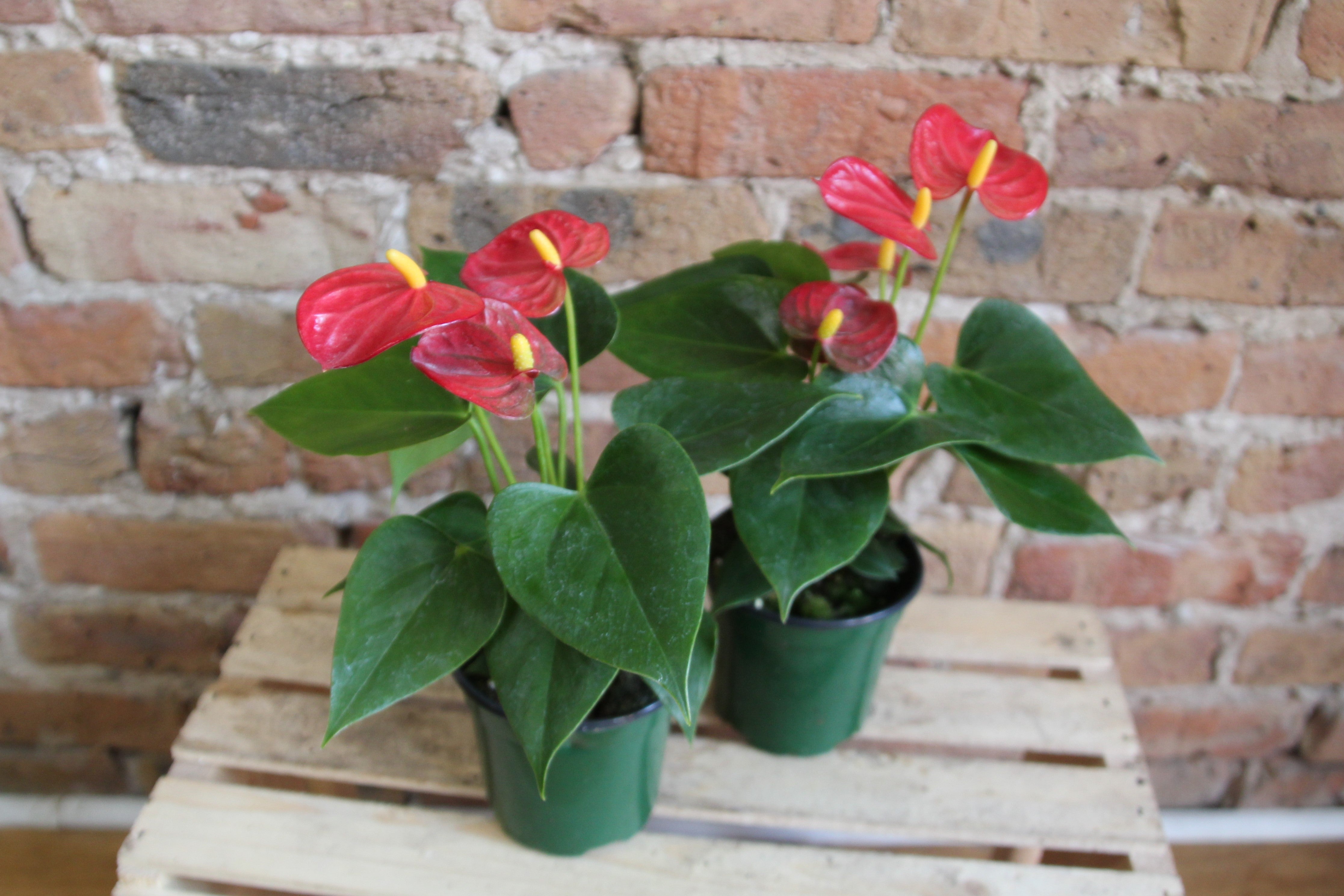 anthurium dutch red Anthurium Laceleaf