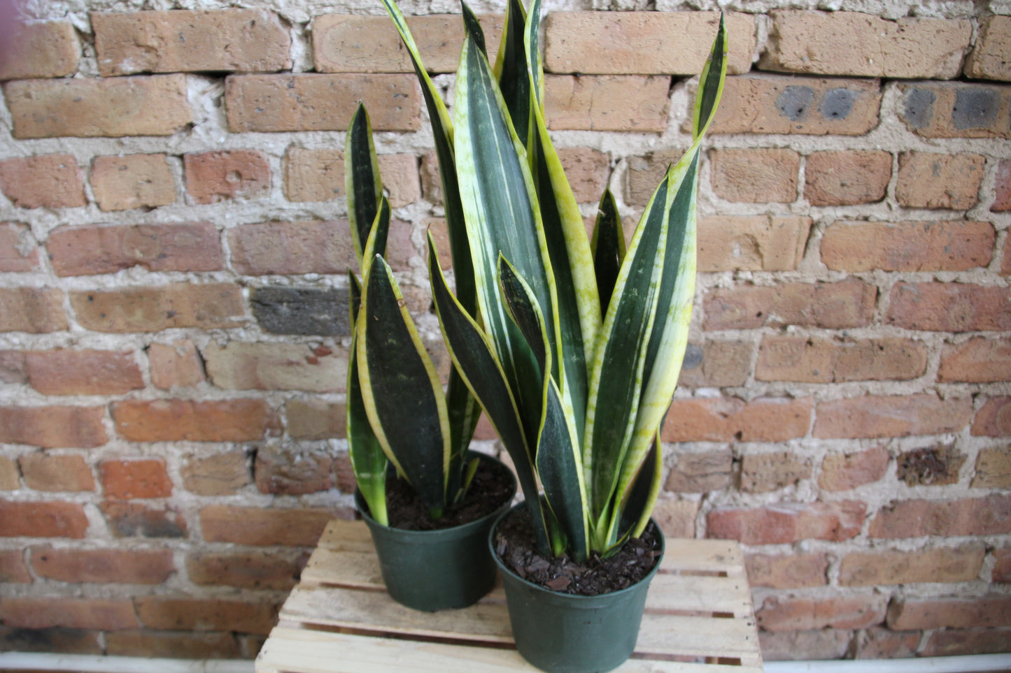 Sansevieria Black Gold