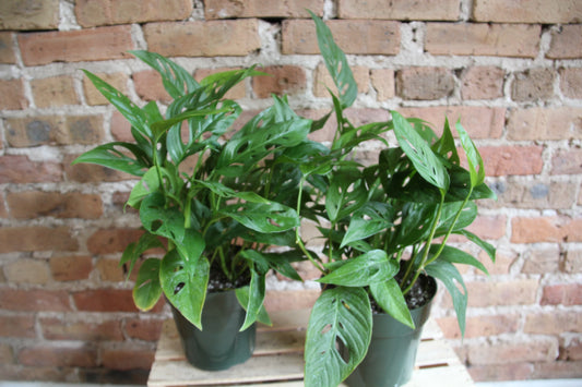 Philodendron Adansonii 'Swiss Cheese'