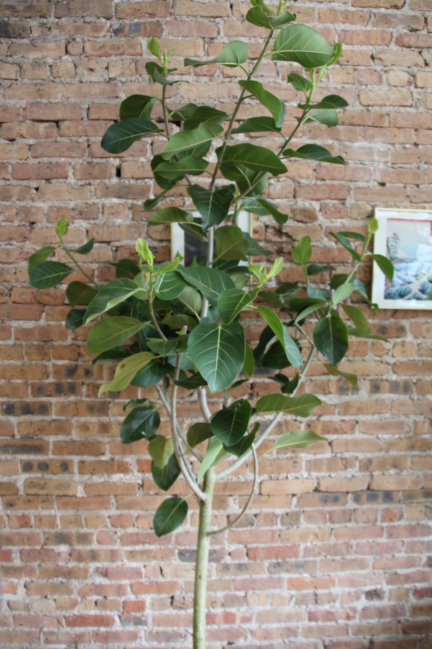 Ficus Audrey