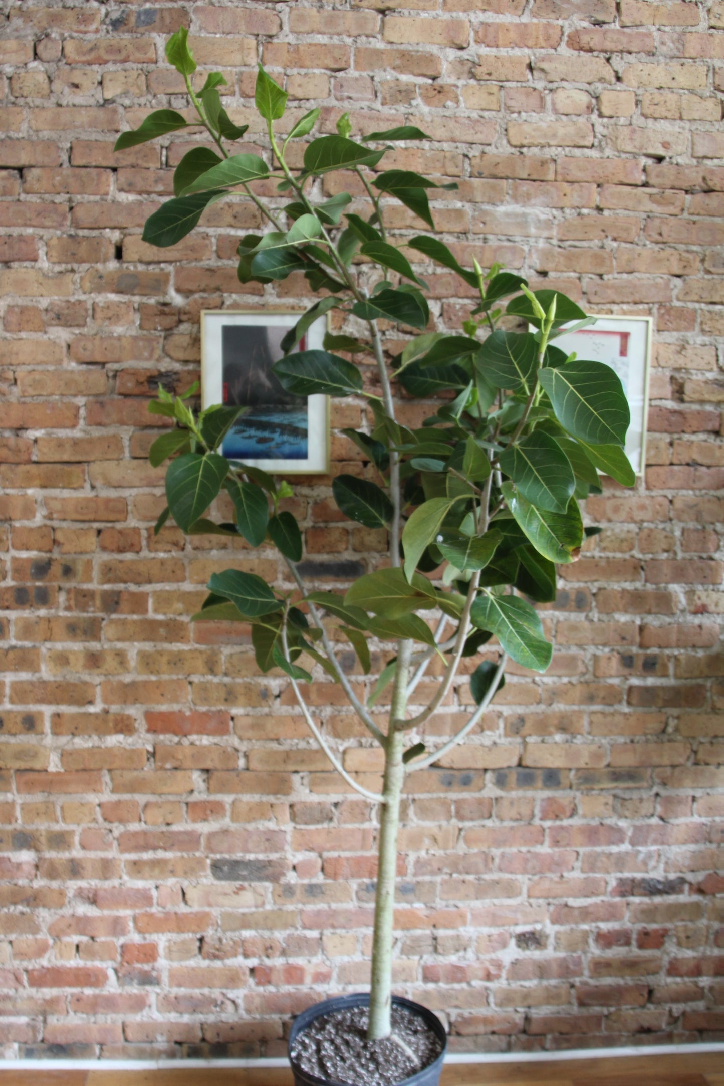 Ficus Audrey