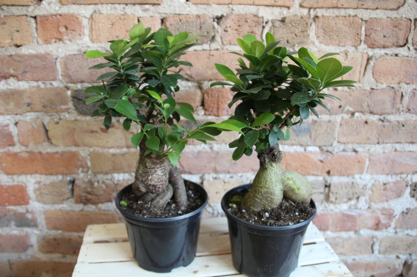 Ficus Microcarpa 'Ginseng'