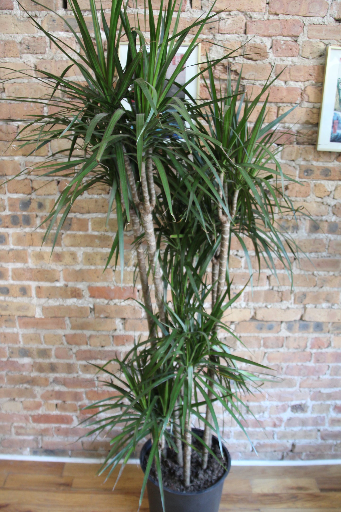 Dracaena Marginata