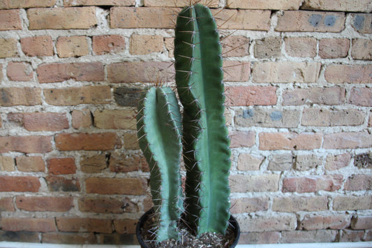 Peruvian Cactus