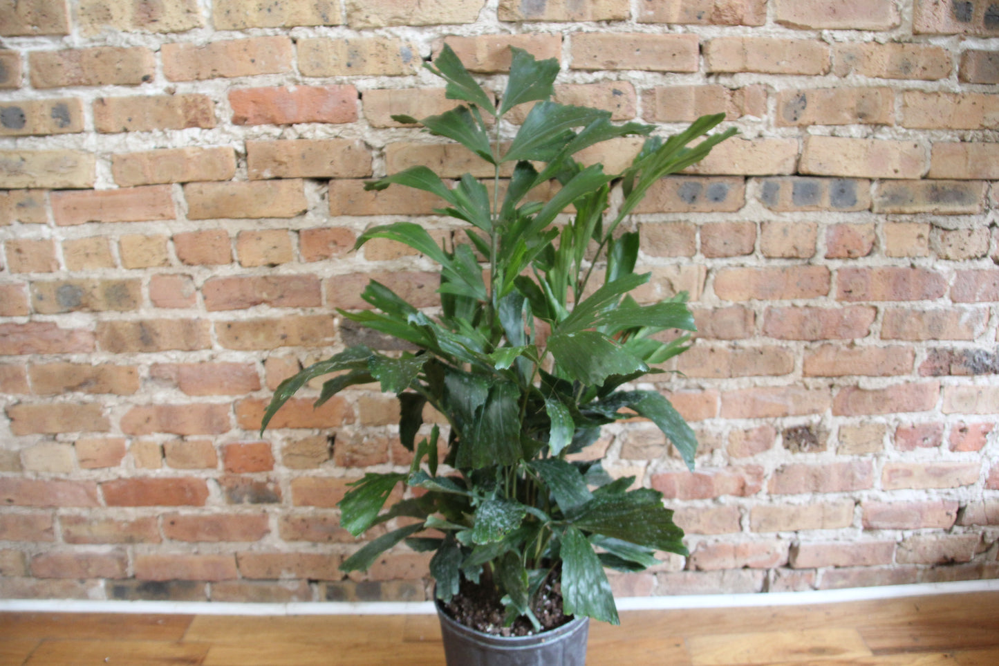 Fishtail Palm