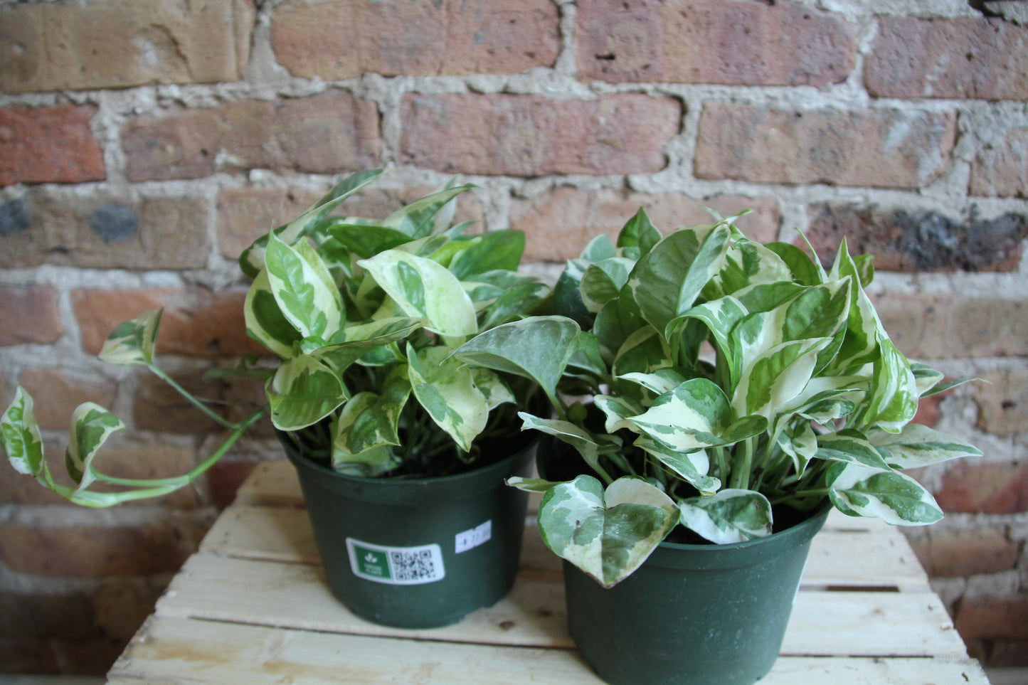 Pothos Pearls & Jade