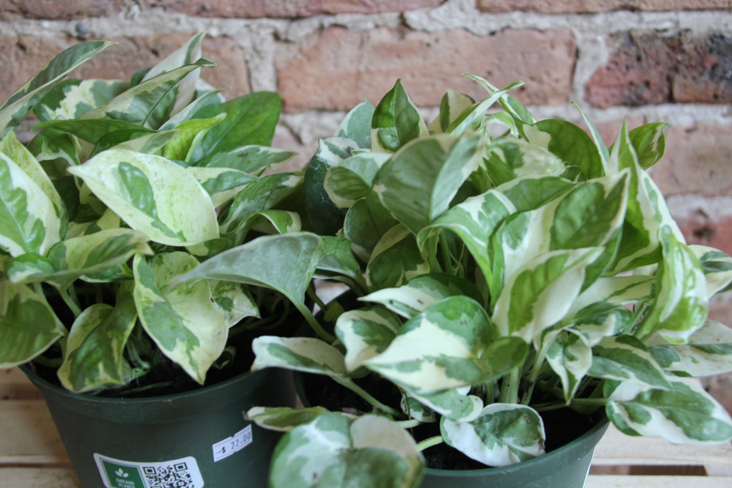 Pothos Pearls & Jade